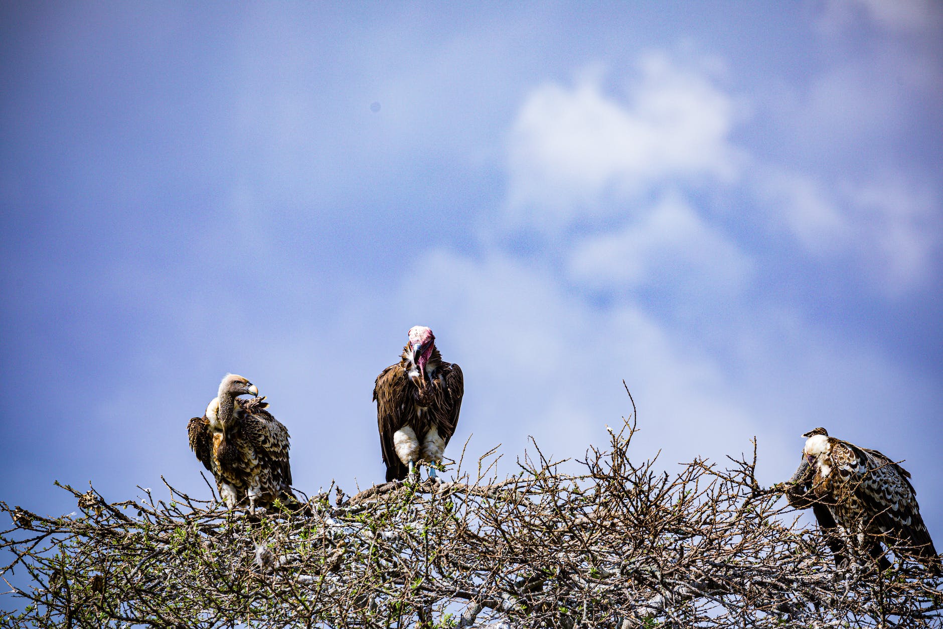 vultures perched on leafless tree under blue sky